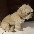 كلب مالتيز للبيع