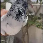 حمام باكستاني سخي