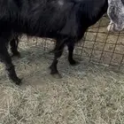 عنز البيع