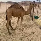 بكره حمرا طيبه بلحيل