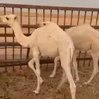 قعدان
