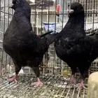 طبه مودينا كنق امريكي تم البيع