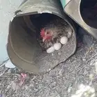 دجاجه للبيع رقاده