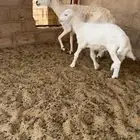 حري