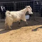 عنز دافع وتيس فحل