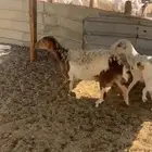 رغايث