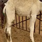 قعود قصب طايش