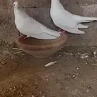 للبيع زوج صنعاني ابو شيبه مع فروخه  ثاني انتاج له