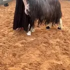 تم البيع