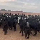 معزا عوارض