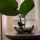 سمك الفايتر لا تحتاج إلا أكسجين