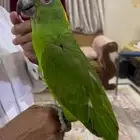 يلوناب متكلم