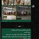 (ذبائح سواكني مرابي للحفلات و المناسبات والمنازل)