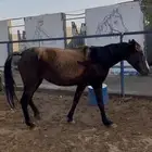 فرس شعبيه مع ودلها