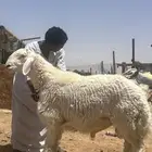 جذع حري مشروط صنف فاخر