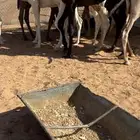 للبيع قعدان قصب