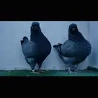 زوج مودينا بلوبار