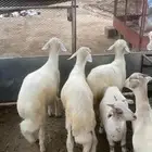 بهم