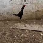دجاج باكستاني