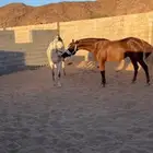فرس كفو تنافس الواهو والفرس تنسخ الفحل