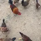 دجاج