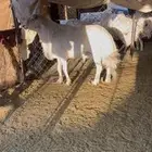 فحل جامع شبب