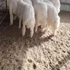 ضحايا حريات