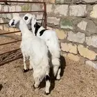 خرفان للبيع