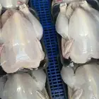 دجاج لاحم