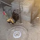 ديك كفو وحار ونشيط مسيوم ب60 وسليم شرط واصامل يتواصل معي