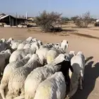 سواكن ابيض مرابي