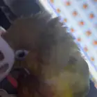 ببغاء كنيور مفقود