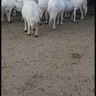 ضان صنف الصنف تم البيع