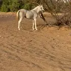 حصان للبيع