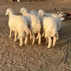 بهم حري تم البيع