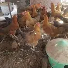 دجاج للبيع