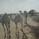 قعود للبيع