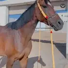 مستلزمات خيل