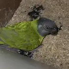 جوز سنغالي بفروخه ( تم البيع )