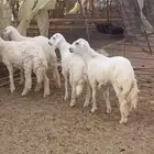 للبيع طليان حريات طيبات