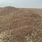 للبيع قمح صما