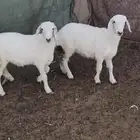 بهم