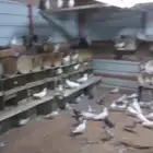 طيور حمام