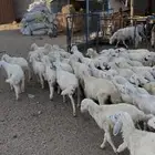 بهم تربيه حري