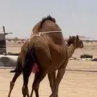 خلفه ساحليه(( تم البيع ))