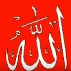 قعود بلدي يرضع امه وعلى شعير وبرسيم