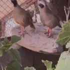 حجل (ابو خد اسود)