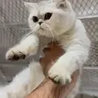 للبيع انثى سكوتش ستريت سلفر مستوى فاخر