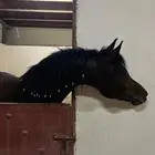 خيل واهو
