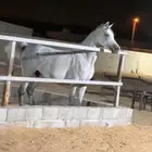 فرس واهو جمال